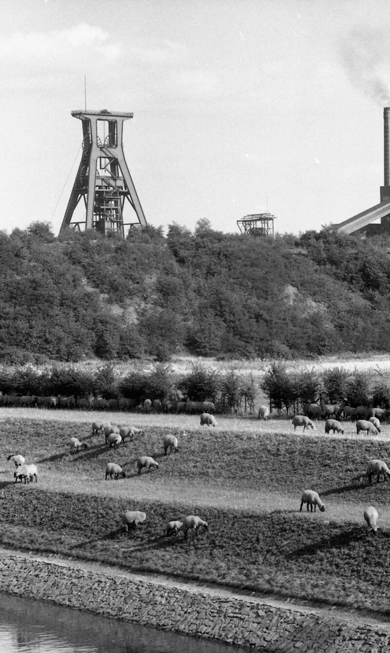 An den Uferhängen der Emscher grast eine Herde Schafe. Im Hintergrund steht ein Fördergerüst einer Zeche.